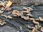 Szalagos fülgomba (Auricularia mesenterica), Budai-hegység